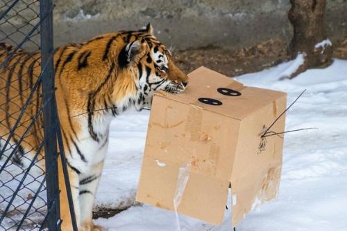 Амурских тигров поздравили с наступающим новым годом и подарили им пустые коробки для развлечения. 01