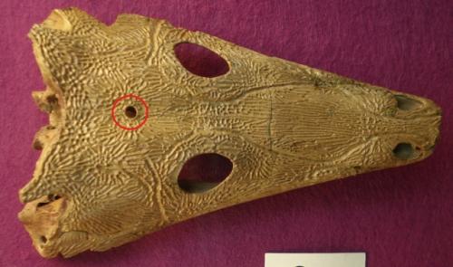 У некоторых современных животных (амфибий, рептилий, рыб и миног с миксинами) есть так называемый третий или теменной глаз. 02