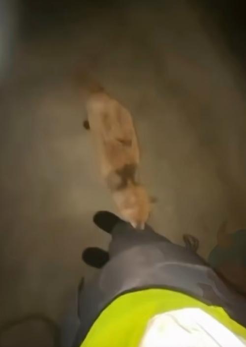 В Казахстане бешеная лиса напала на девушку среди ночи и преследовала её до самой своей смерти - кадры получились в стиле жутких хорроров. 01