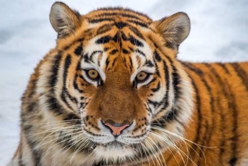 Амурских тигров поздравили с наступающим новым годом и подарили им пустые коробки для развлечения. 06