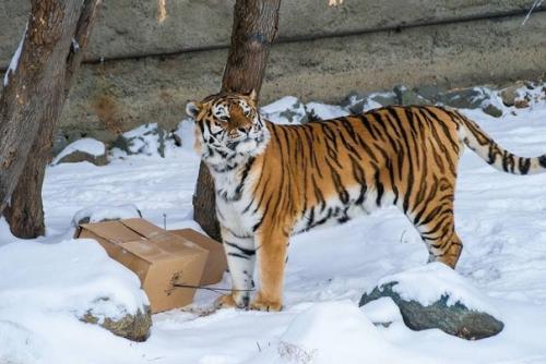 Амурских тигров поздравили с наступающим новым годом и подарили им пустые коробки для развлечения. 04