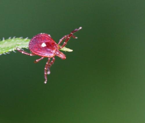 Укус клеща может вызвать аллергию на мясо. 02