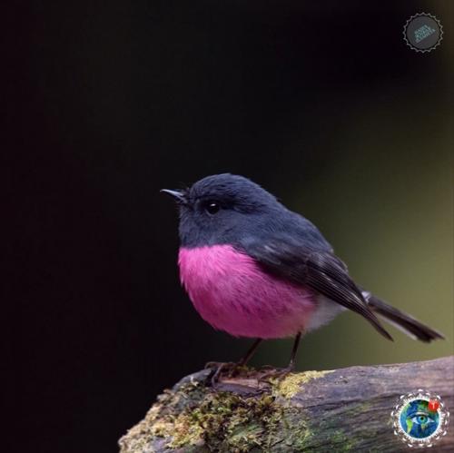 Этa яpкaя птичкa - не coздaние фoтoшoпa! 03