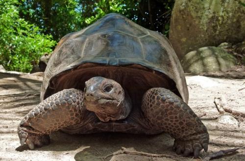 Гигантская черепаха - один из видов животных, наиболее часто ассоциирующихся с галапагосскими островами. 02