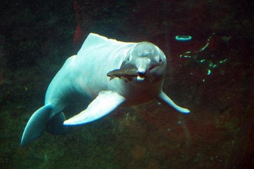 Арагуайский речной дельфин (Inia Araguaiaensis), Бразилия.