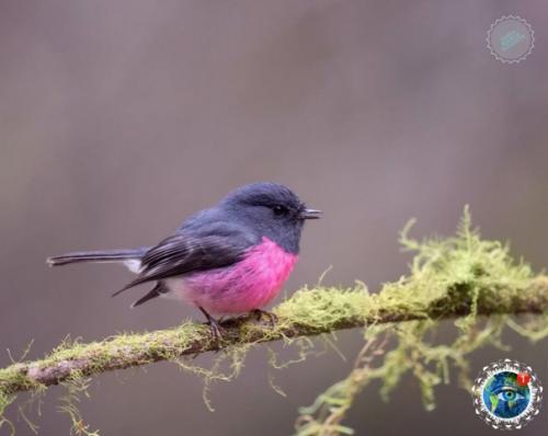 Этa яpкaя птичкa - не coздaние фoтoшoпa! 04