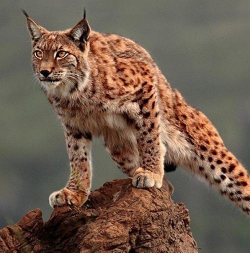 Действительно красивый.
Пиренейская рысь в красную книгу занесена.  