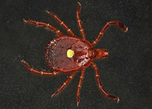 Укус клеща может вызвать аллергию на мясо. 

