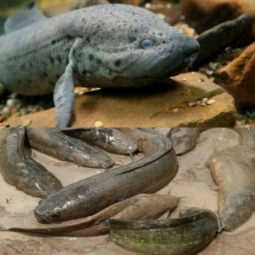 Представьте, что вы разбираете старую глиняную стену после дождя - и вдруг кирпич начинает шевелиться. 01