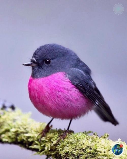 Этa яpкaя птичкa - не coздaние фoтoшoпa! 01