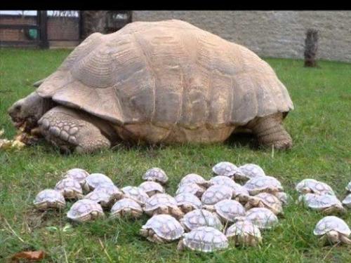 Гигантская черепаха - один из видов животных, наиболее часто ассоциирующихся с галапагосскими островами. 03