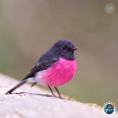 Этa яpкaя птичкa - не coздaние фoтoшoпa! 02