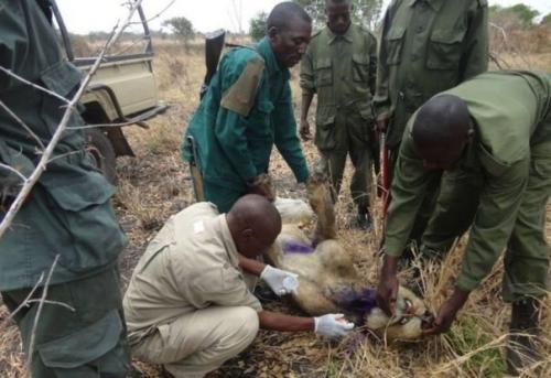 Львы три года кормили сородича, попавшего в капкан.

