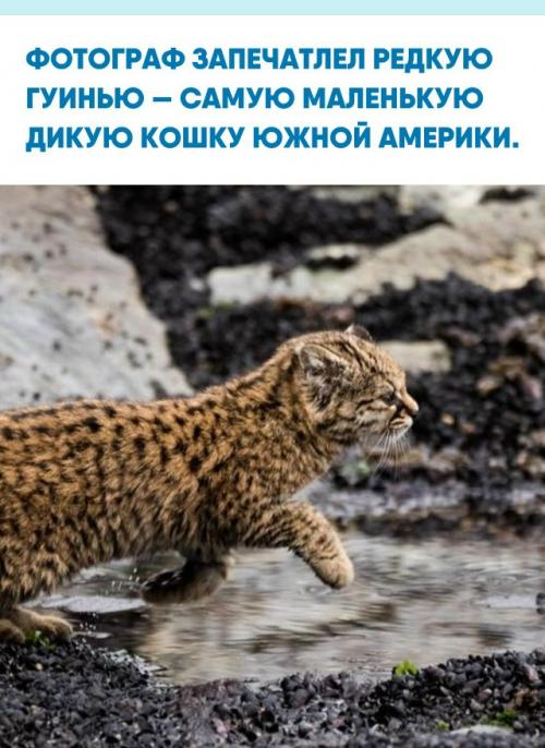 Эдуардо минте хесс поделился уникальными кадрами этого скрытного хищника, обитающего на юге Чили и в Аргентине.  