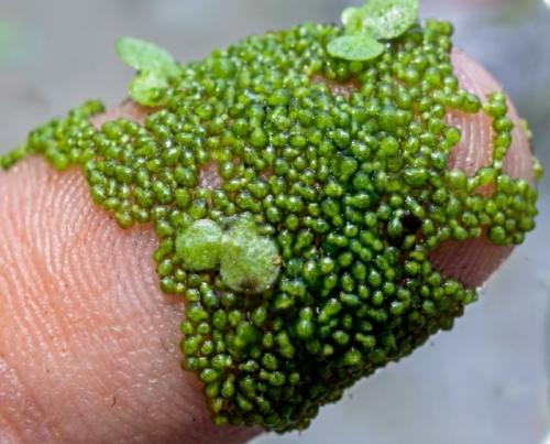 На фото вольфия - самый маленький цветок в мире. 02