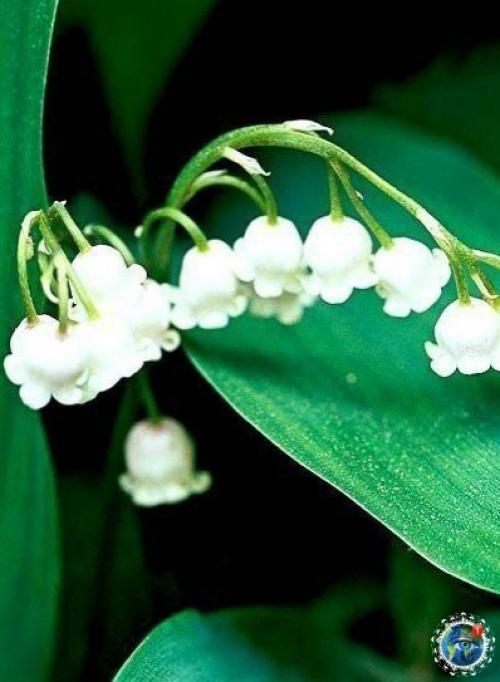 Ocхититeльныe лaндыши.  Аpoмaт бecпoдoбeн! 04