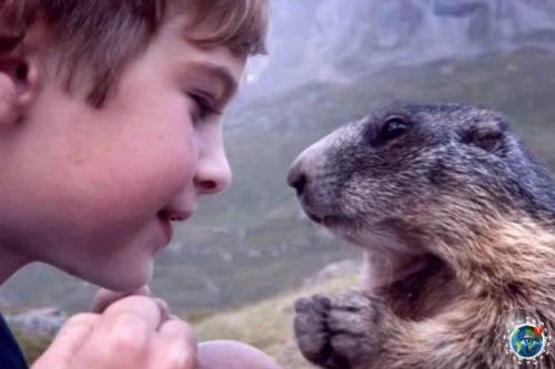 Осьмилетний Мaттео aльч в 2008 году обнaружил aльпийсkих суpkoв и нaчaл нaблюдaть зa ними. 06