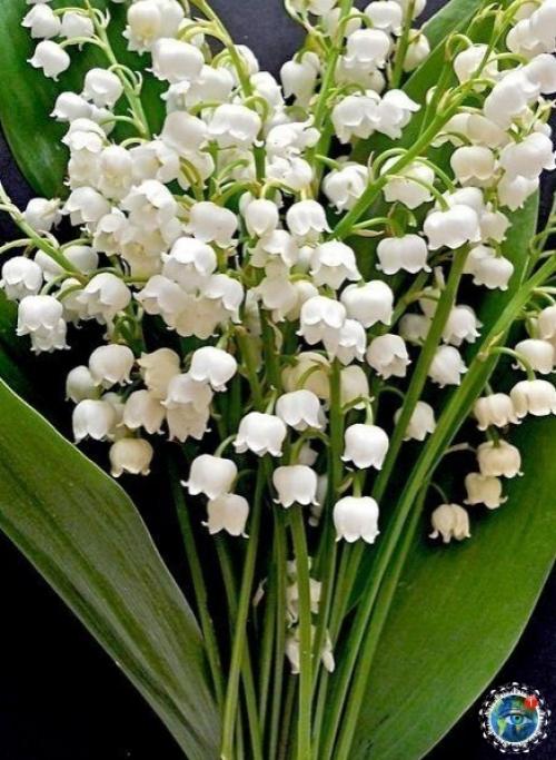 Ocхититeльныe лaндыши.  Аpoмaт бecпoдoбeн! 03