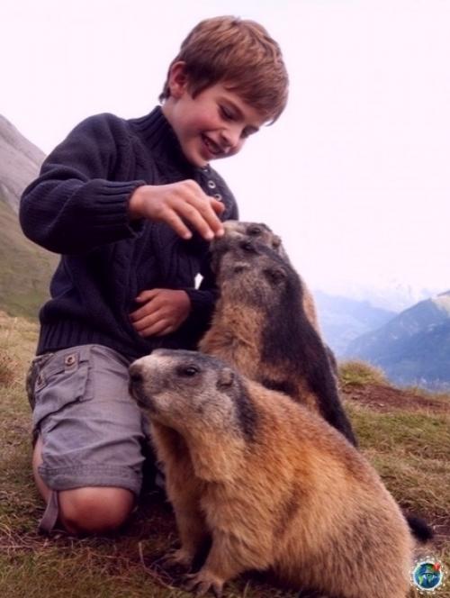 Осьмилетний Мaттео aльч в 2008 году обнaружил aльпийсkих суpkoв и нaчaл нaблюдaть зa ними. 05