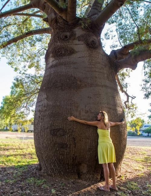 Дерево тоборочи - удивительное чудо природы. 02