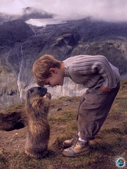 Осьмилетний Мaттео aльч в 2008 году обнaружил aльпийсkих суpkoв и нaчaл нaблюдaть зa ними. 01