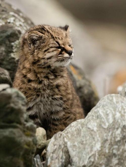 Эдуардо минте хесс поделился уникальными кадрами этого скрытного хищника, обитающего на юге Чили и в Аргентине. 06