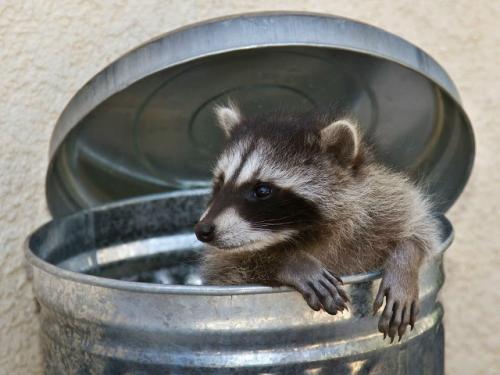 Еноты - уникальные животные, которые получили преимущество в эволюционной гонке. 02