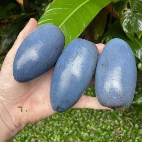 На фото - казуарная слива.  