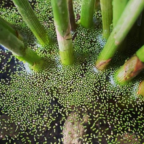 На фото вольфия - самый маленький цветок в мире. 

