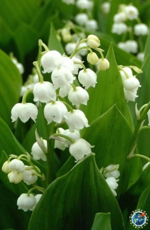 Ocхититeльныe лaндыши.  Аpoмaт бecпoдoбeн! 05