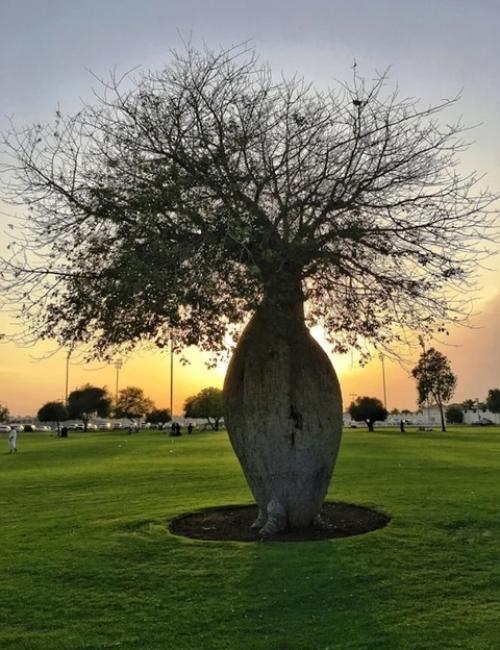 Дерево тоборочи - удивительное чудо природы. 01