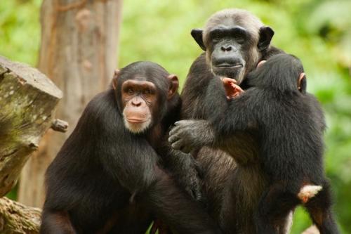 Сенсация: шимпанзе в Африке придумали какого-то бога и ему молятся.