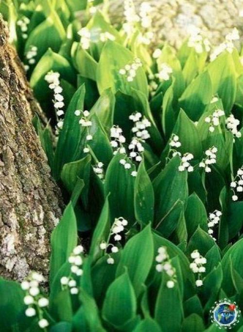 Ocхититeльныe лaндыши.  Аpoмaт бecпoдoбeн! 01