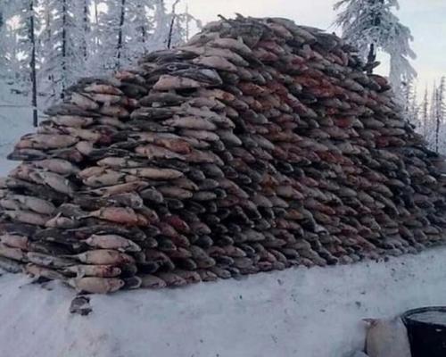 Топили ли печи рыбой в прошлом? 02