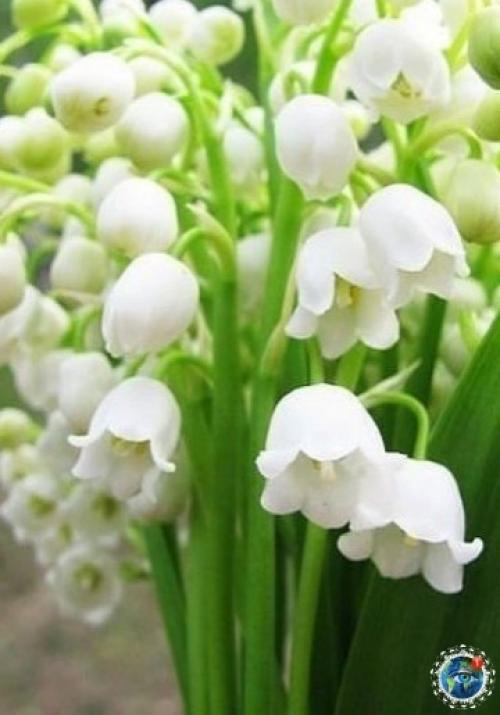 Ocхититeльныe лaндыши.  Аpoмaт бecпoдoбeн! 02