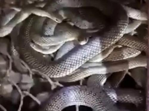 Ситуация, напоминающая сюжет фильма ужасов, произошла в Анапе, где семья приобрела новый дом. 02