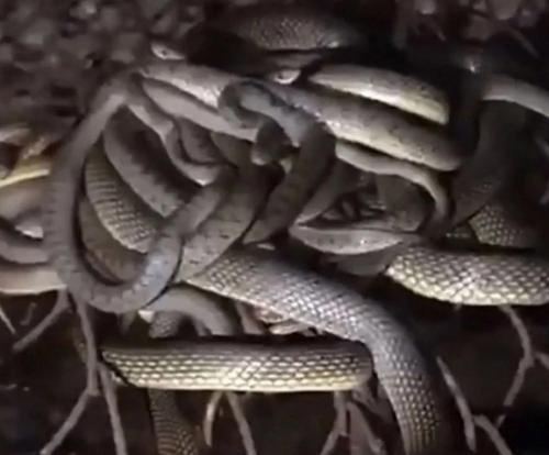 Ситуация, напоминающая сюжет фильма ужасов, произошла в Анапе, где семья приобрела новый дом. 01