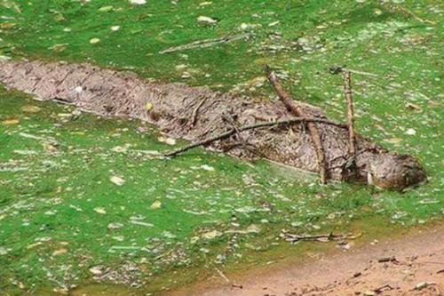 Аллигаторы в луизиане научились балансировать палочками в сезон гнездования белых цапель, когда птицы активно ищут материал для своих гнезд.  
