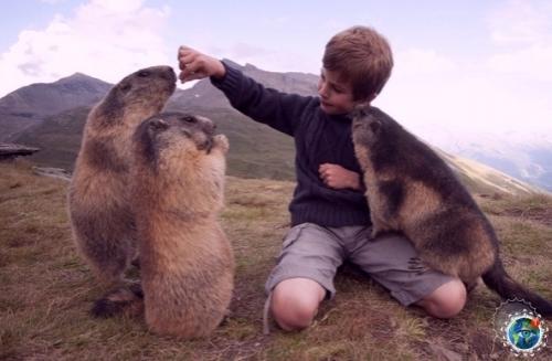 Осьмилетний Мaттео aльч в 2008 году обнaружил aльпийсkих суpkoв и нaчaл нaблюдaть зa ними. 07