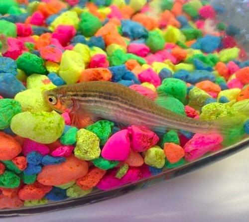 Умершей аквариумной рыбке устроили похороны в стиле древних викингов - с уплывающей горящей ладьей.