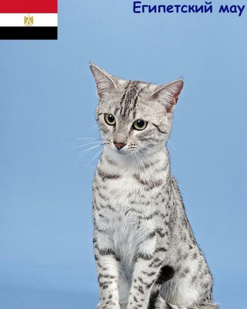Некоторые породы кошек и родины их происхождения. 08