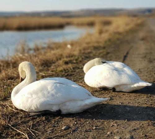 Очевидцы сняли трагический момент: во время полёта лебединая пара оказалась рядом с линией электропередачи, и самка случайно задела провода. 02
