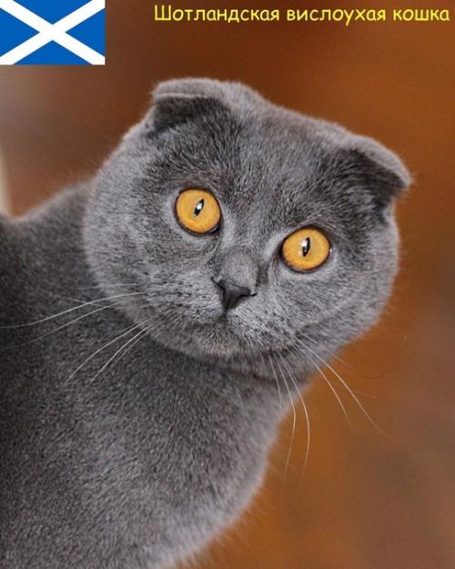 Некоторые породы кошек и родины их происхождения. 06