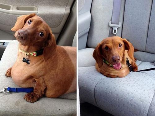 Такса Дэннис, которая похудела на 79% от массы своего тела. 01