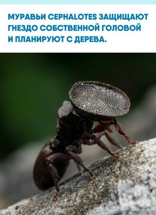 Муравьи рода Cephalotes селятся в уже готовых полостях живых и мёртвых деревьев, например оставленных жуками - древоточцами.  