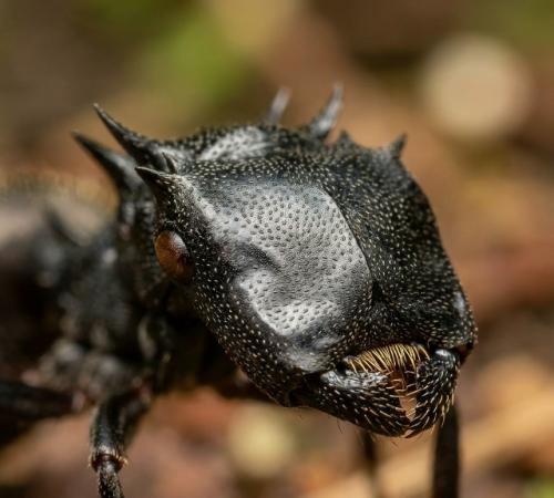 Муравьи рода Cephalotes селятся в уже готовых полостях живых и мёртвых деревьев, например оставленных жуками - древоточцами. 01