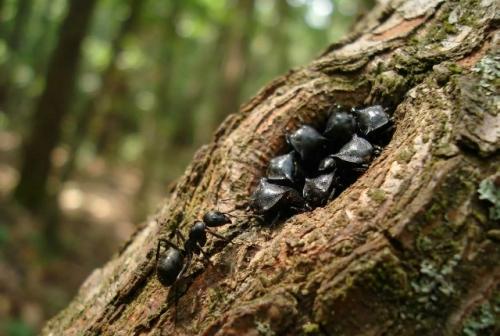 Муравьи рода Cephalotes селятся в уже готовых полостях живых и мёртвых деревьев, например оставленных жуками - древоточцами. 02