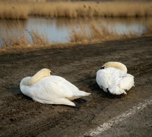 Очевидцы сняли трагический момент: во время полёта лебединая пара оказалась рядом с линией электропередачи, и самка случайно задела провода. 01