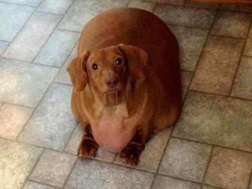 Такса Дэннис, которая похудела на 79% от массы своего тела. 03