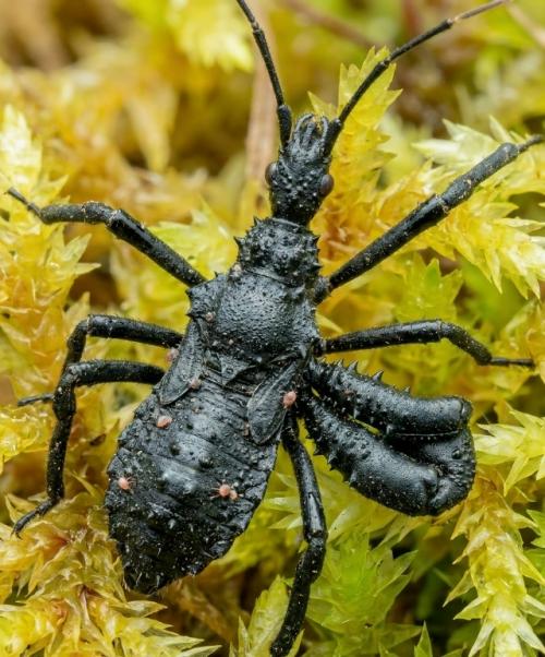 Эти представители рода Ischyropsalis известны своими аномально огромными хелицерами. 02
